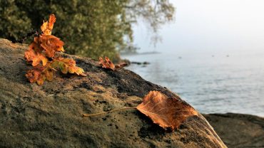 Bodensee kulinarische Höhepunkte im Herbst